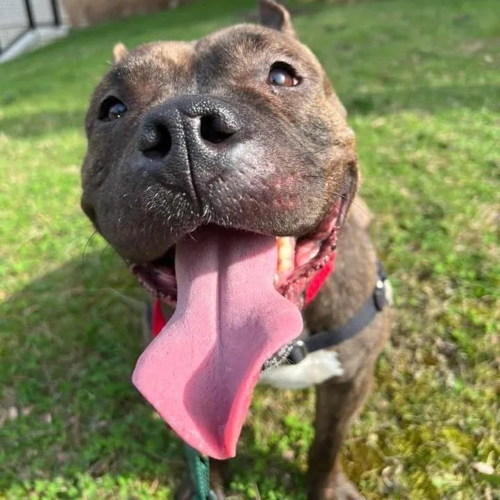An adult medium-sized female Brindle Mixed Breed dog named Papaya for adoption in Pittsburgh, PA