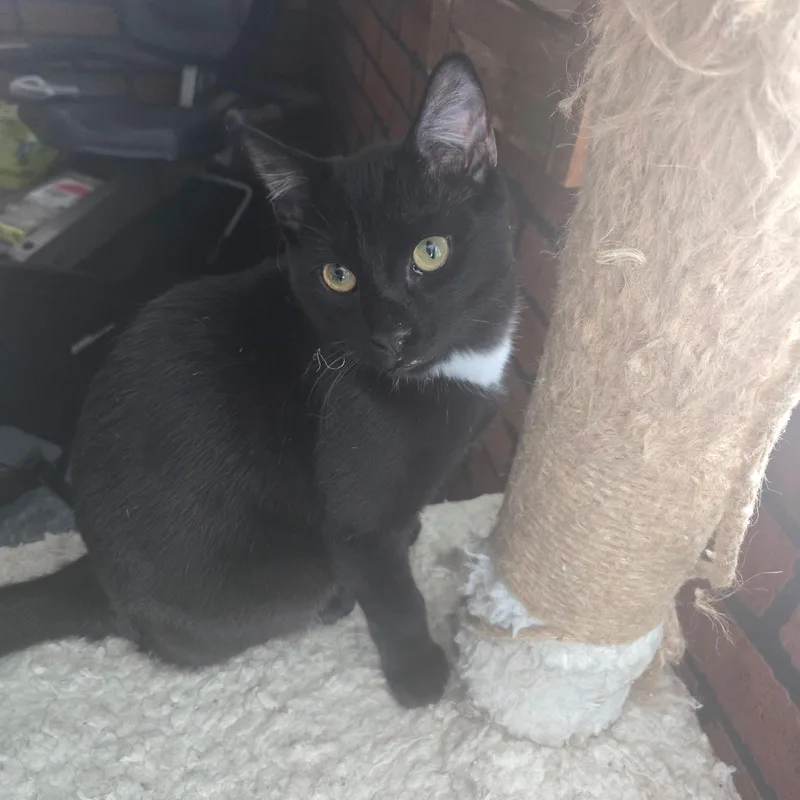 Jackson And Oj thumbnail 2