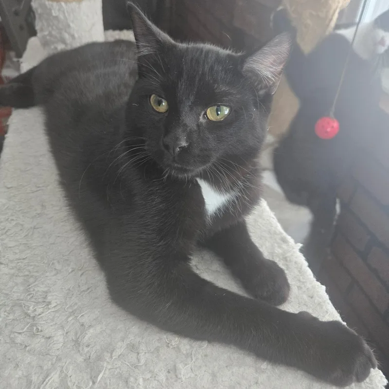 Jackson And Oj thumbnail 3