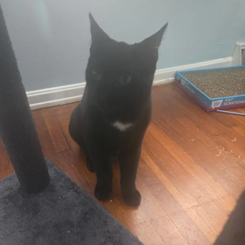 Jackson And Oj thumbnail 4