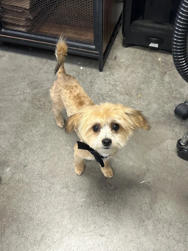 A baby small-sized male Golden Yorkshire Terrier dog named Walker for adoption in Corona Del Mar, CA