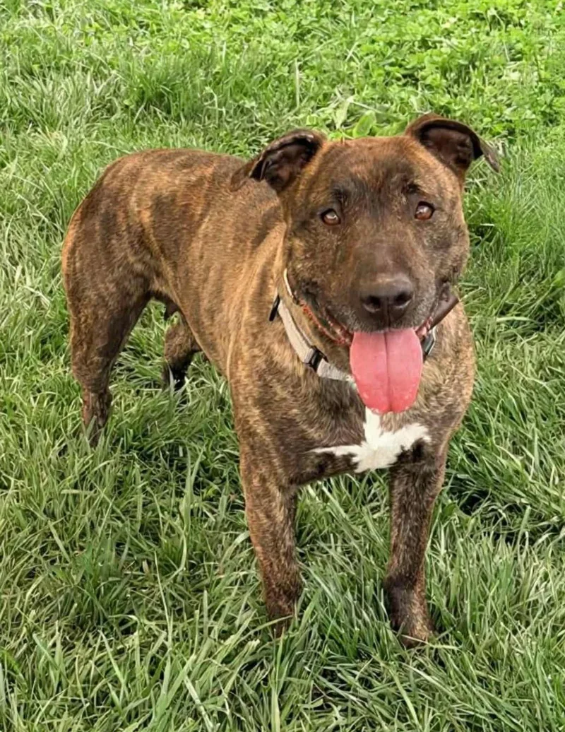 An adult medium-sized female Pit Bull Terrier dog named Akia for adoption in Baldwin, MD