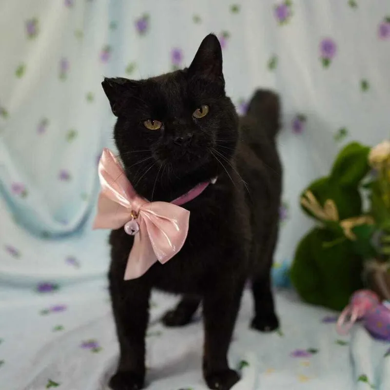 An adult medium-sized female Black Domestic Short Hair cat named Zara for adoption in Wheaton, IL
