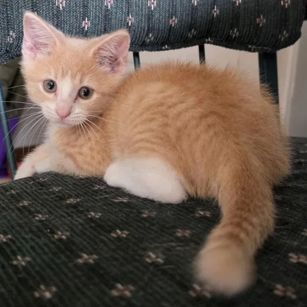 A young small-sized male Domestic Short Hair cat named Rodney Copperbottom for adoption in Des Moines, IA