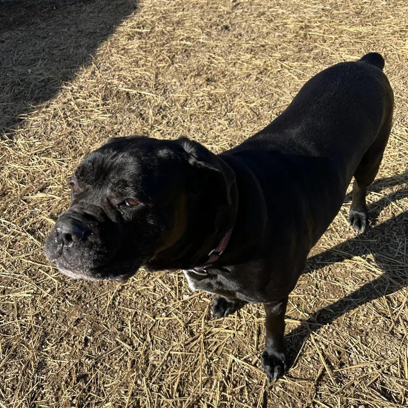 A young large-sized female Mixed Breed dog named Beauty for adoption in Warren, OH