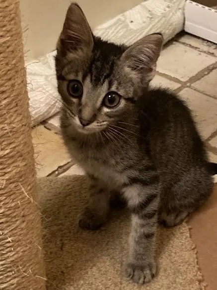 A baby small-sized male Domestic Short Hair cat named Jasper for adoption in Tustin, CA