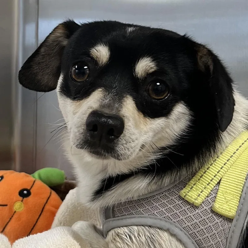 An adult small-sized male Black Mixed Breed dog named Cookie for adoption in Las Cruces, NM