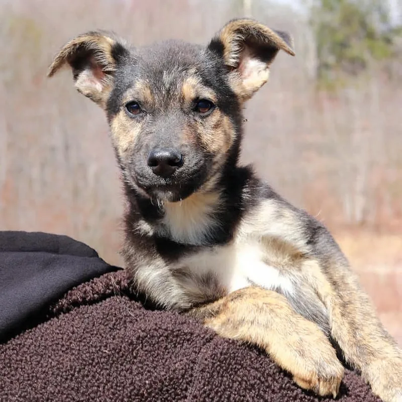 Ct Charades thumbnail 2