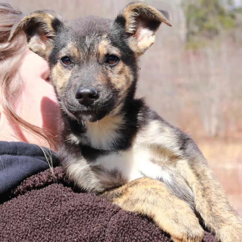 Ct Charades thumbnail 5