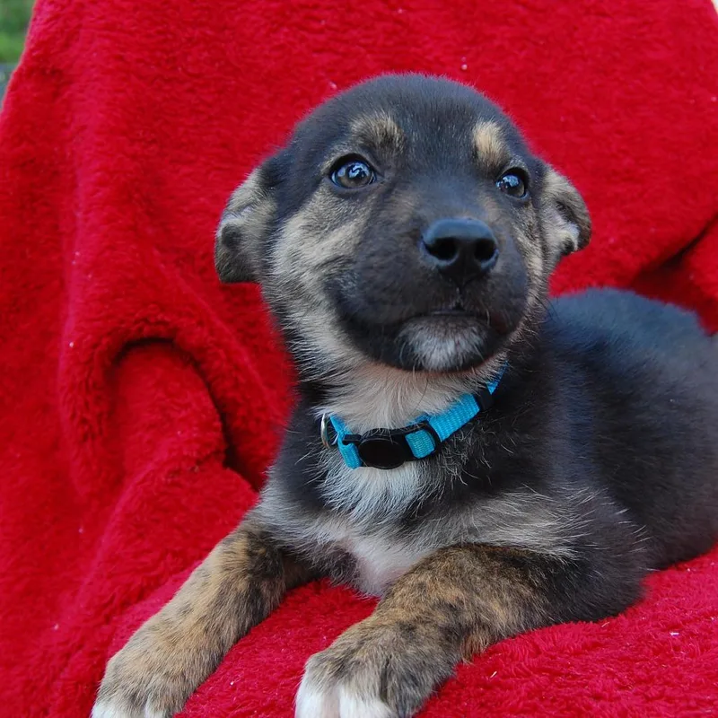 Ct Charades thumbnail 6