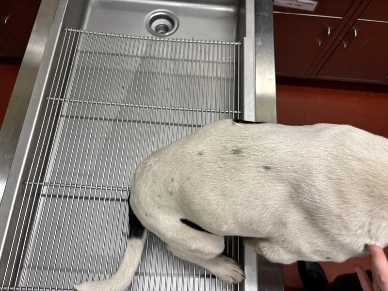 Dunkin' Donuts thumbnail 2