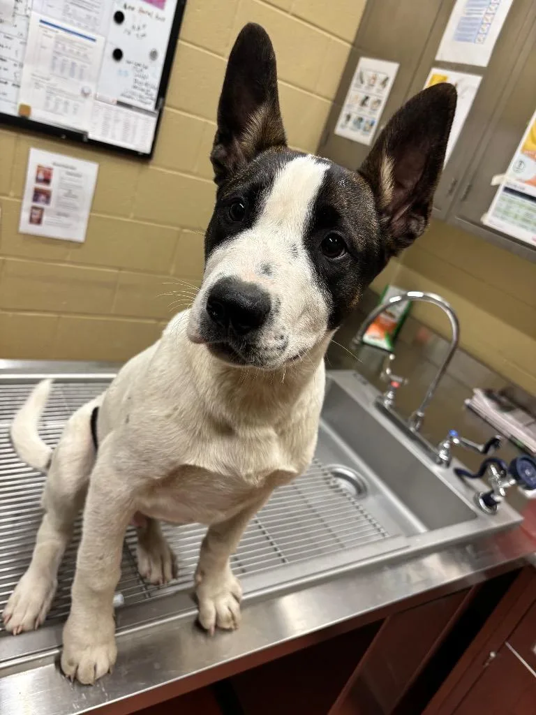 Dunkin' Donuts thumbnail 3