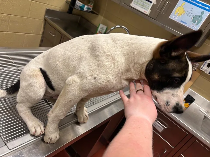 Dunkin' Donuts thumbnail 4