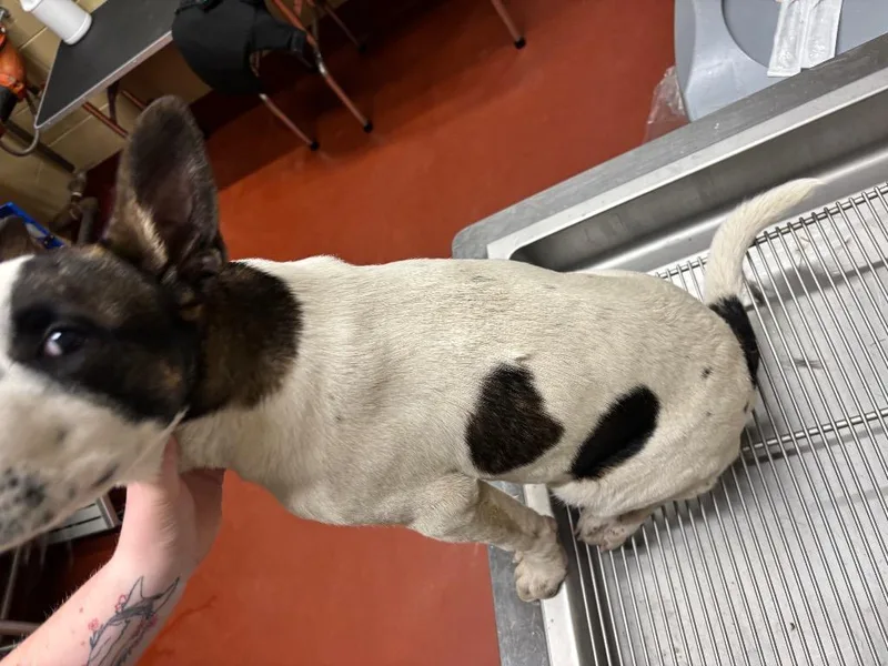 Dunkin' Donuts thumbnail 5