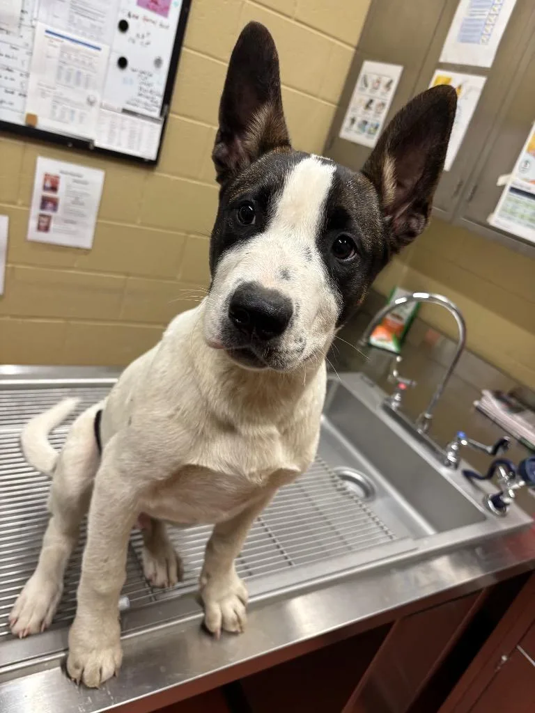 Dunkin' Donuts thumbnail 6