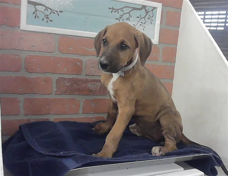 A baby small-sized female Doberman Pinscher dog named Alexis for adoption in Houston, TX