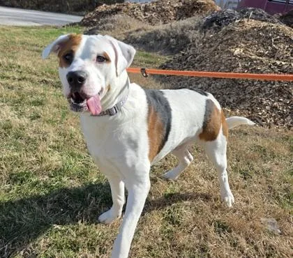 An adult large-sized male Mixed Breed dog named Austin for adoption in Independence, MO