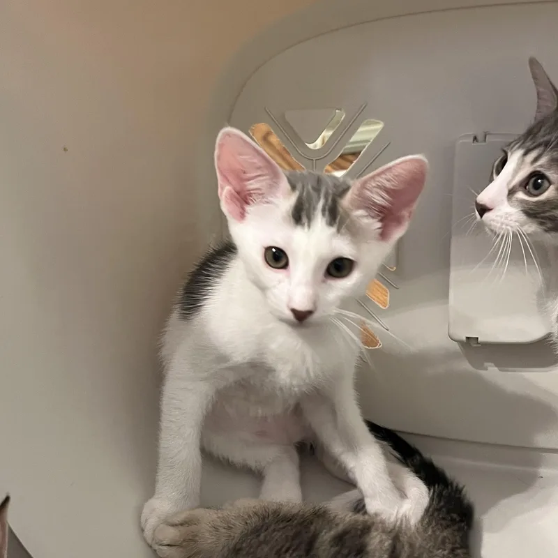 A baby large-sized male White Tabby cat named Coconut for adoption in Palm Desert, CA