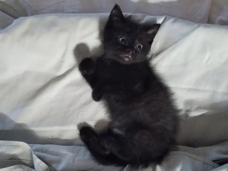 A young medium-sized male Domestic Short Hair cat named Sailor for adoption in Alpharetta, GA