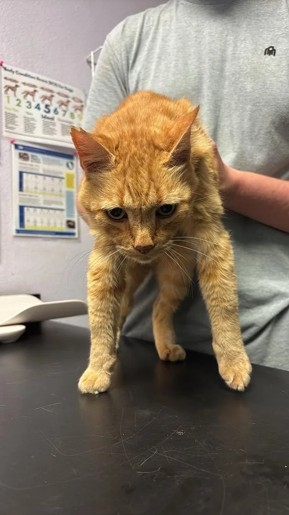 A young large-sized male Domestic Short Hair cat named Beatle for adoption in New Braunfels, TX