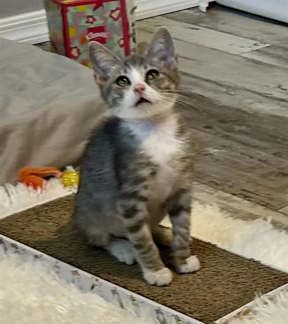 A baby small-sized male Domestic Short Hair cat named Tiny Tim for adoption in Tucson, AZ
