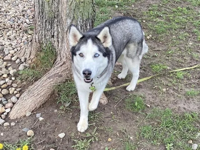 An adult medium-sized male Siberian Husky dog named Eddie for adoption in Omaha, NE