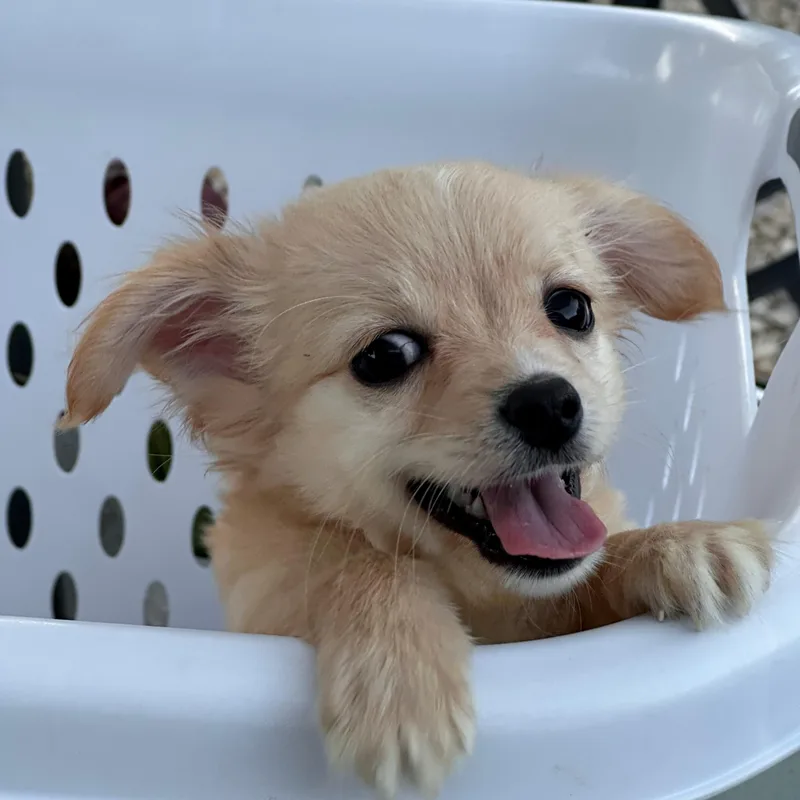 Sam