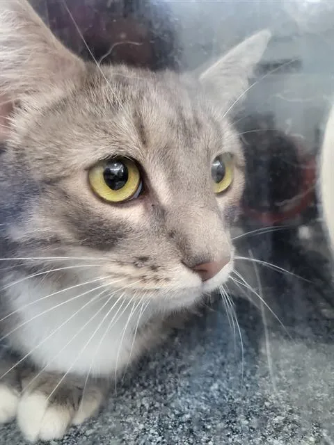 An adult medium-sized male Domestic Medium Hair cat named Moose for adoption in Dallas, TX