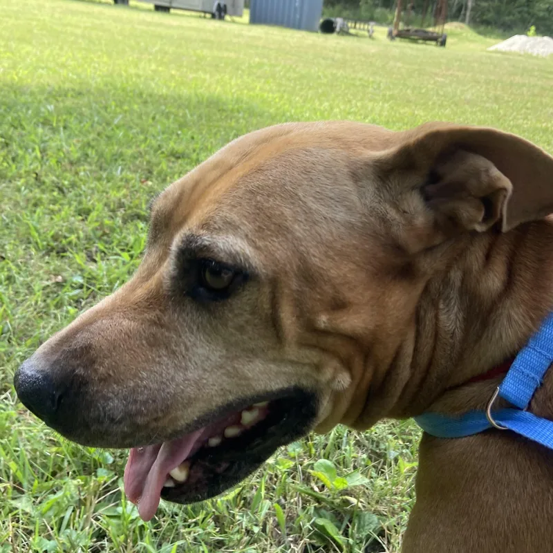 An adult large-sized female Yellow / Tan / Blond / Fawn Mixed Breed dog named Gigi Goode for adoption in Hillsboro, MO