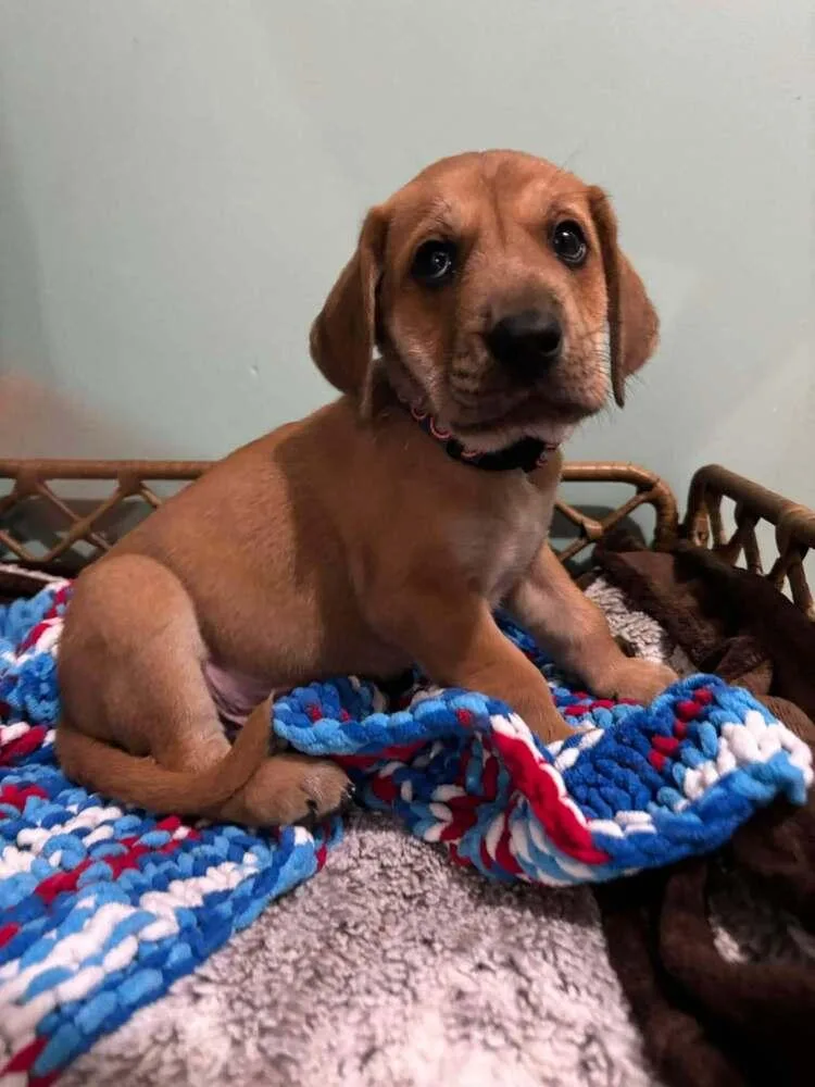 A baby medium-sized male Brown / Chocolate Mixed Breed dog named Wilson for adoption in Dorr, MI