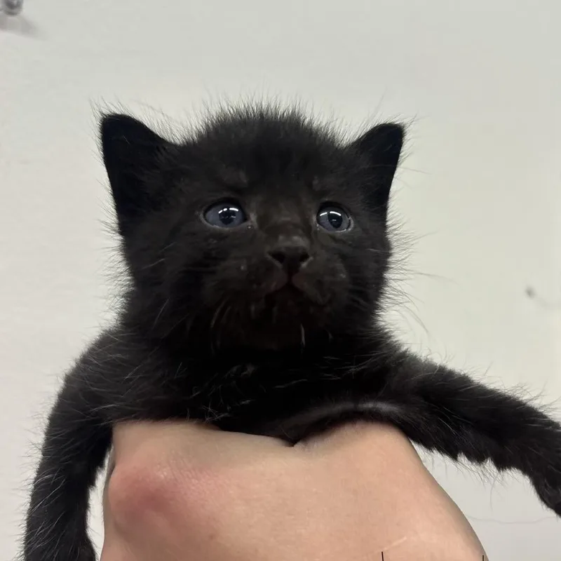 A baby small-sized male Black Domestic Short Hair cat named Jacob for adoption in Tampa, FL