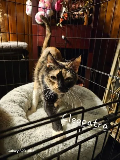 Cleopatra