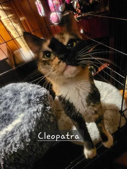 Cleopatra thumbnail 2