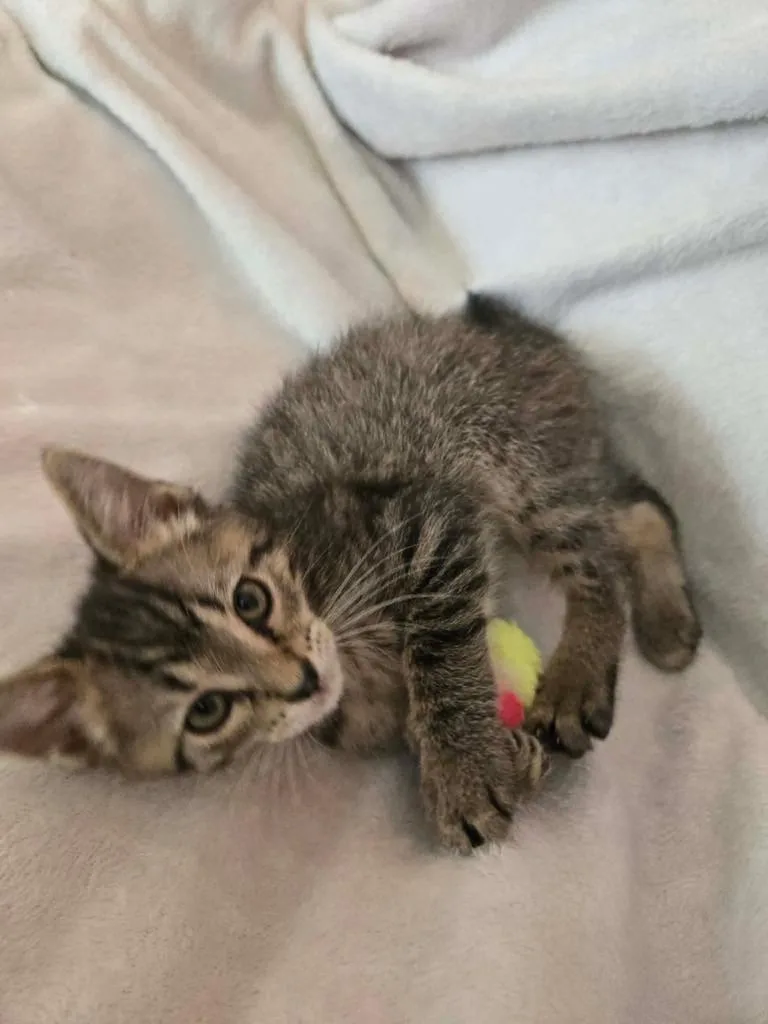 A baby small-sized male Domestic Short Hair cat named Peanut for adoption in Greenfield, IN