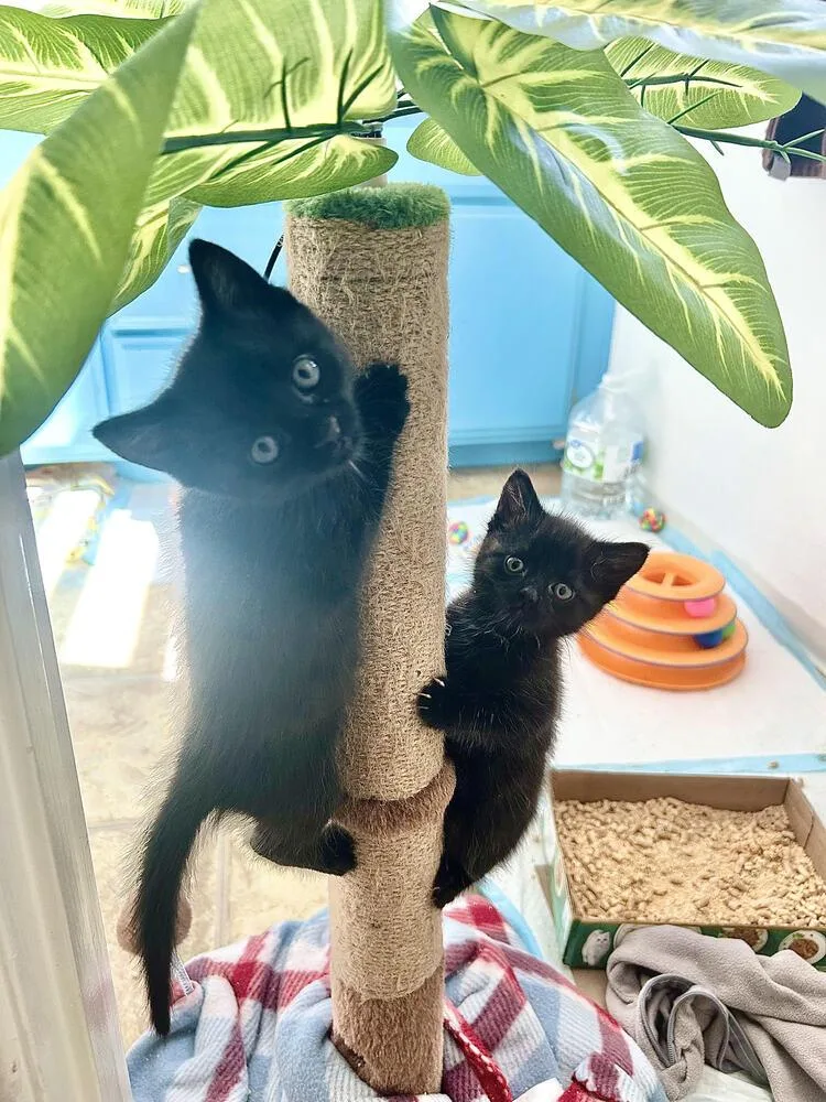 A baby small-sized male Black Bombay cat named Oliver for adoption in Lancaster, CA