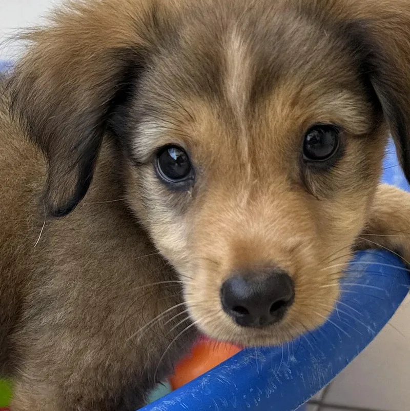 A baby medium-sized male Mixed Breed dog named Pheonix for adoption in ISABELA, PR