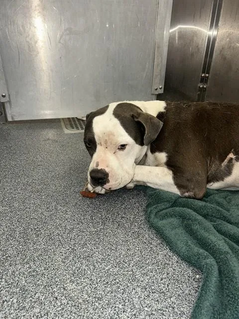 An adult large-sized male Mixed Breed dog named Bruce for adoption in Dallas, TX