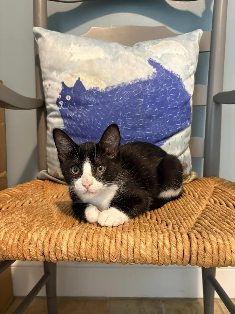 A baby small-sized male Black & White / Tuxedo Domestic Short Hair cat named Marty for adoption in Nashville, TN