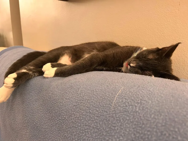 A baby medium-sized female Domestic Short Hair cat named Lil babe for adoption in Tampa, FL