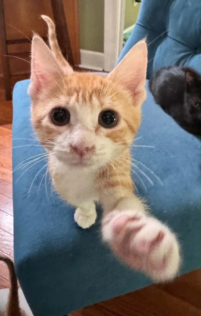 A baby small-sized male Domestic Short Hair cat named Dewdrop for adoption in Newnan, GA