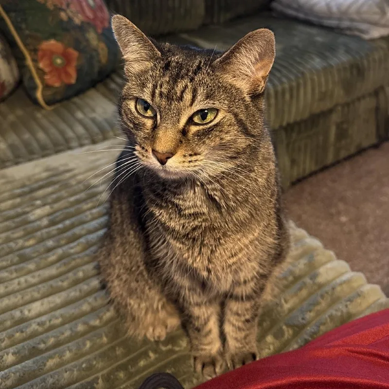 A senior medium-sized female Brown / Chocolate Domestic Short Hair cat named Betty Jo for adoption in Decatur, GA