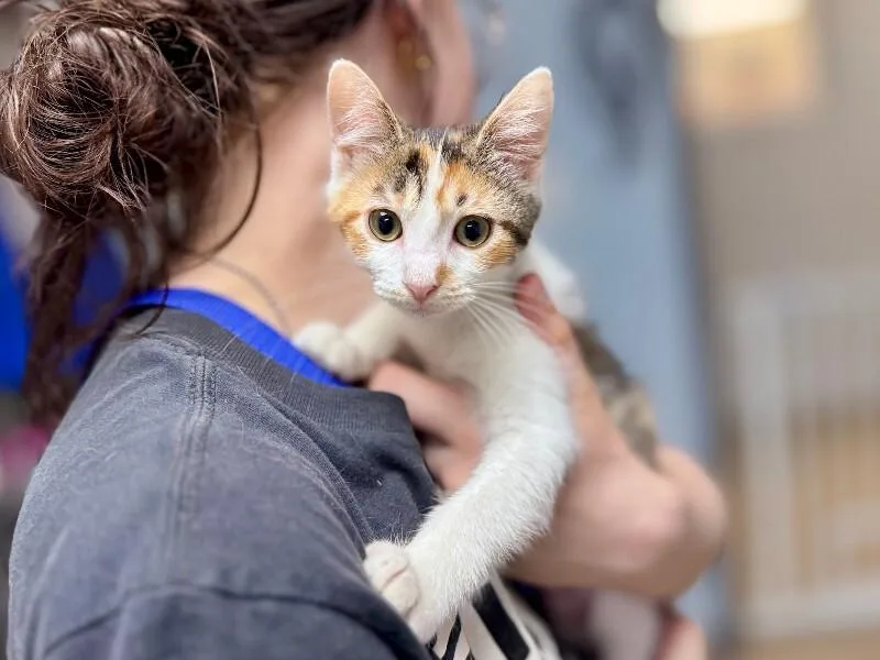 A young medium-sized female Calico Domestic Short Hair cat named Cardinal for adoption in Wooster, OH
