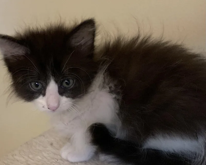 A baby small-sized female Black Domestic Short Hair cat named Everly for adoption in Raleigh, NC
