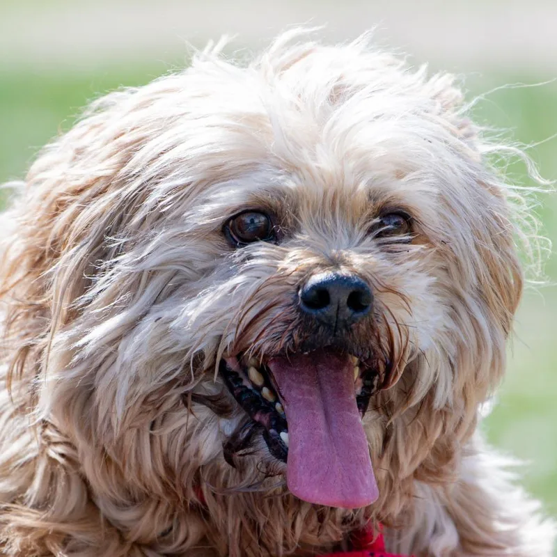 A senior medium-sized male White / Cream Lhasa Apso dog named Coco for adoption in Kennebunk, ME
