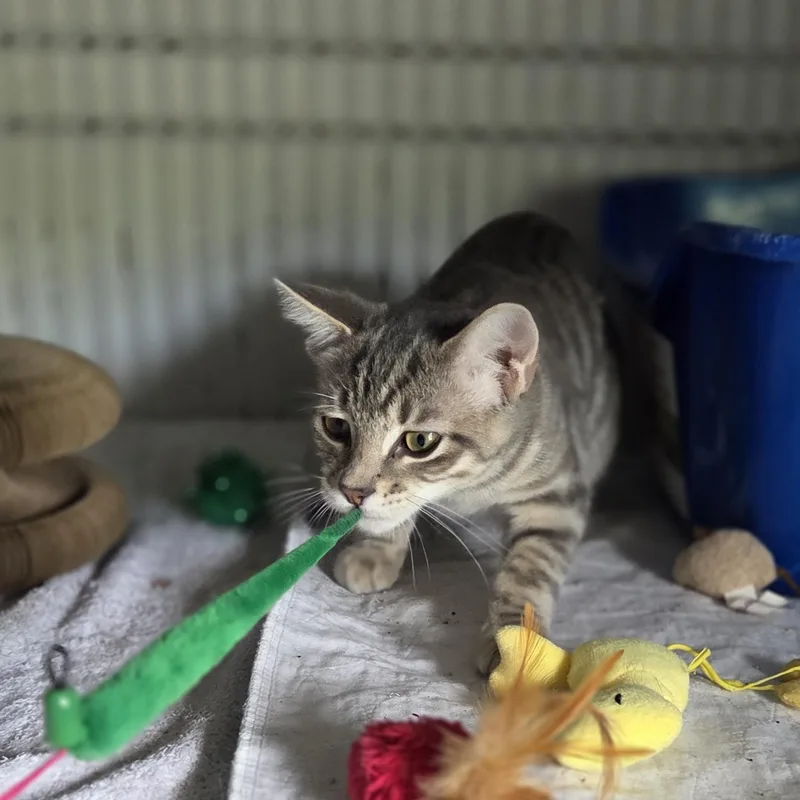 A baby medium-sized male Tabby (Gray / Blue / Silver) Tabby cat named Churro for adoption in Wyandotte, MI