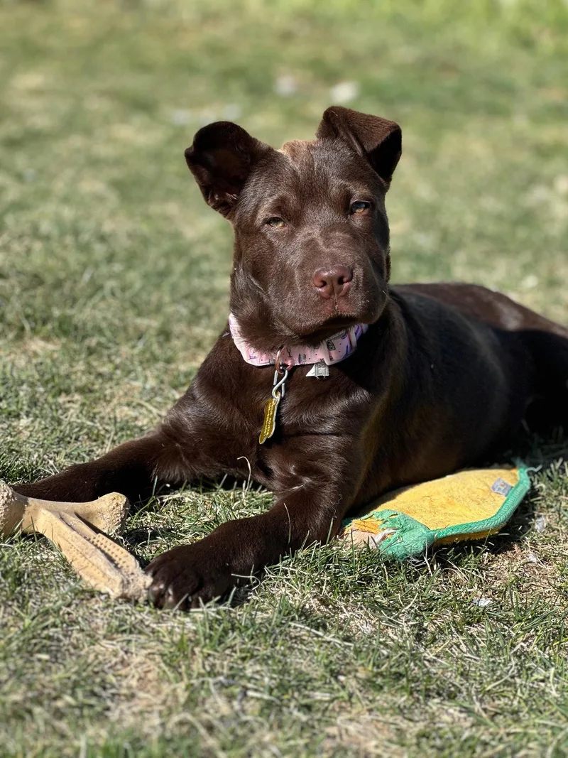 A young medium-sized female Labrador Retriever dog named Timber for adoption in Salt Lake City, UT
