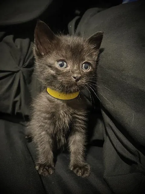 A baby small-sized male Domestic Short Hair cat named Pluto for adoption in Camarillo, CA
