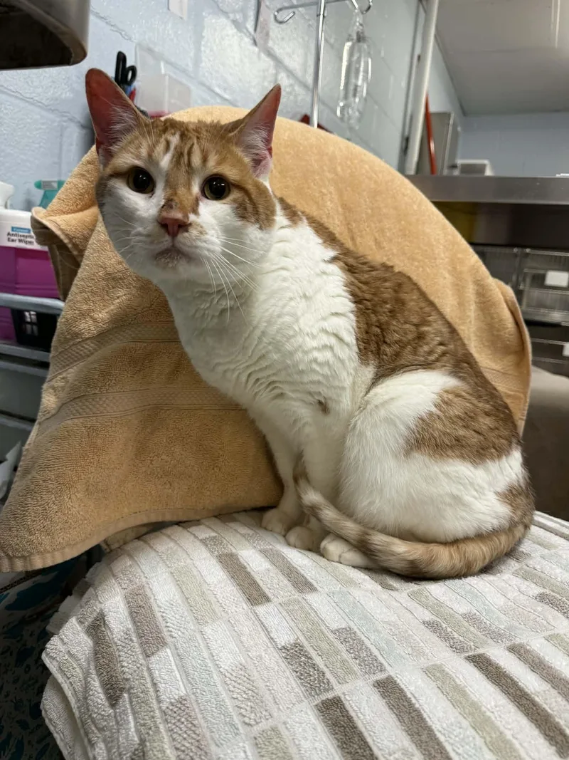 A senior medium-sized male Orange & White Domestic Short Hair cat named Fitz Declawed for adoption in Herndon, VA