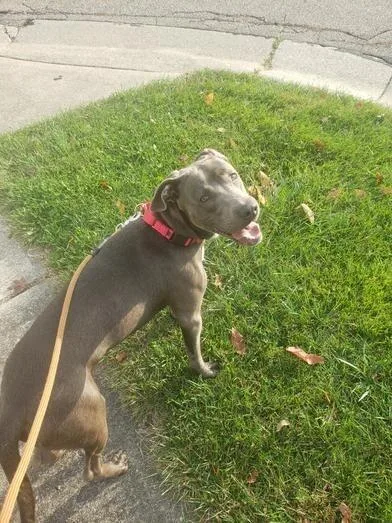 An adult large-sized male Mixed Breed dog named Balboa for adoption in Cincinnati, OH