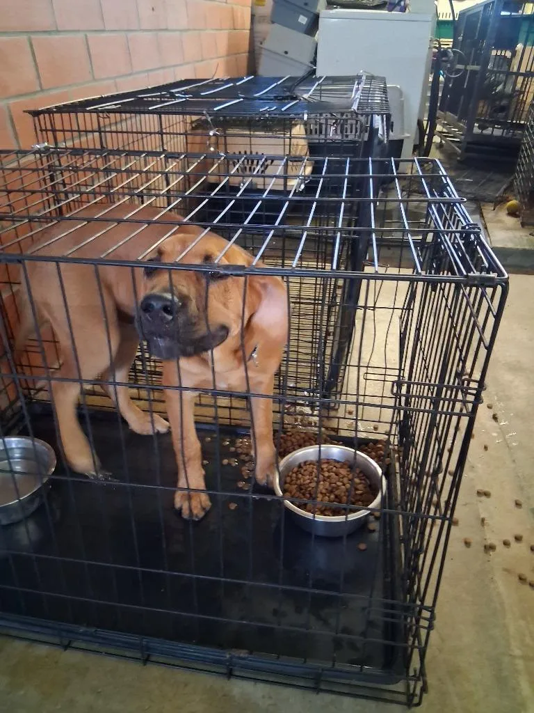 A young large-sized male Labrador Retriever dog named Anthony for adoption in Brownwood, TX